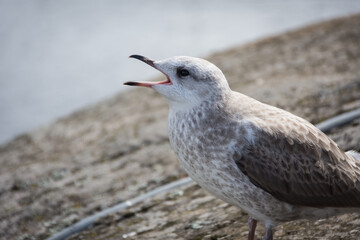 Obraz premium Medieval castle of Olavinlinna by the lake, Savonlinna, Finland