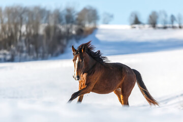 Obraz na płótnie Canvas Portrait of a young brown arab x berber horse galloping across a snowy winter paddock outdoors