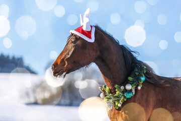 Portrait of a bay brown arab x berber horse wearing a christmas wreath and an antlers hat in front of a rural snowy winter landscape outdoors
