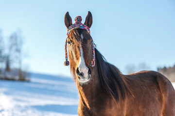 Cute and funny portrait of a brown arab x berber horse wearing a woolly cap in front of a snowy landscape in winter outdoors