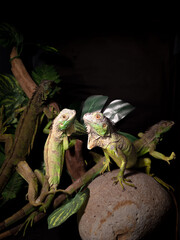 a reptil iguana on a tree with the black backgorund