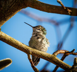 Close up of Anna's hummingbird (Calypte anna) perched on branch on sunny winters day