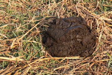 Buffalo dung on the rice fields. Closeup of buffalo dung on rice stubble in grazing field in rural...