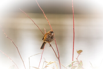 Song sparrow (Melospiza melodia) perched on branch in winter