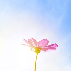 Close up of purple cosmos flower in garden with blurred background and morning light bright and beautiful
