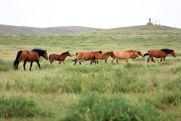 Obraz na płótnie Canvas horses in the grasslands