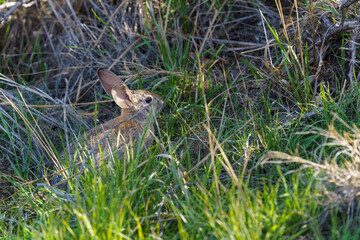 Desert Cottontail rabbit sitting still in a patch of green grass.
