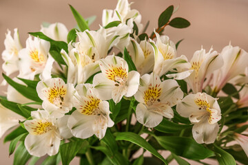 Bouquet of alstroemeria flowers, closeup