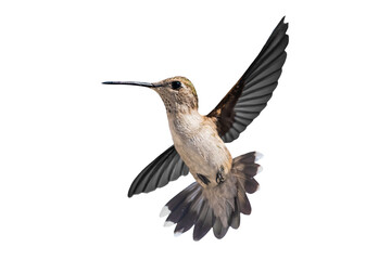Fototapeta na wymiar Black-Chinned Hummingbird (Archilochus alexandri) Photo, in Flight on a Transparent Background