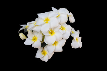 Naklejka na ściany i meble White Frangipani flowers isolated on black background.
