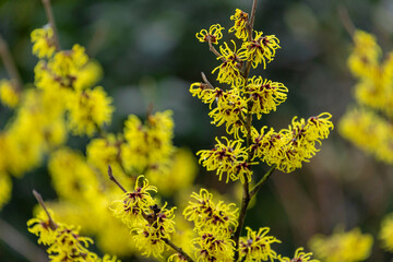 Selective focus of yellow flower Hamamelis mollis in later winter or early spring, Witch hazels or Hamamelis are a genus of flowering plants in the family Hamamelidaceae, Nature floral background.