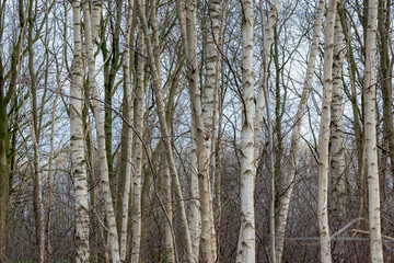 Selective focus of tree trunks in the forest, White bark with leafless in winter, Birch is a thin leaved deciduous hardwood tree of the genus Betula in the family Betulaceae, Nature background.