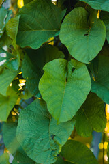 Green leaves background texture hanging on a fence