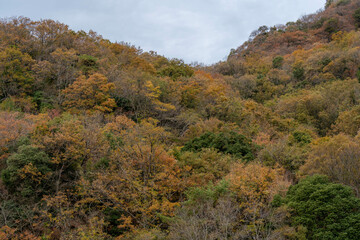 Fototapeta premium 寒霞渓