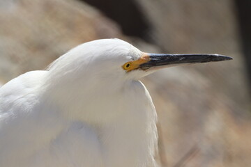 Snowy egret