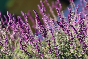 Obraz premium Wild lavender