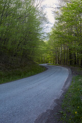 Fototapeta na wymiar Country road winding through forest. 