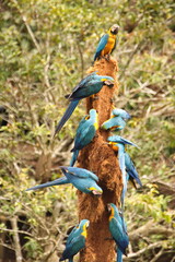 Blue-and-yellow macaws (Ara ararauna) taking minerals from a tree trunk in Cuyabeno, Ecuador