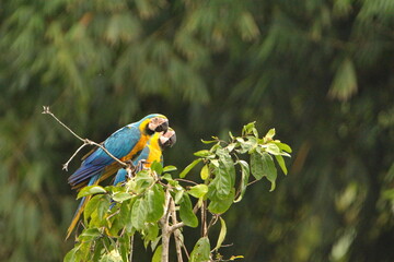 Blue-and-yellow macaws (Ara ararauna) perched in a tree in Cuyabeno, Ecuador