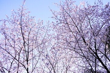 Obraz premium 青空と満開の桜の風景