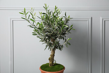 Olive tree in pot near white wall. Interior element