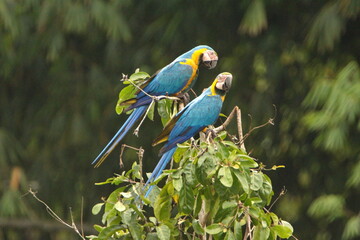 Blue-and-yellow macaws (Ara ararauna) perched in a tree in Cuyabeno, Ecuador