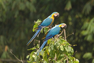 Blue-and-yellow macaws (Ara ararauna) perched in a tree in Cuyabeno, Ecuador
