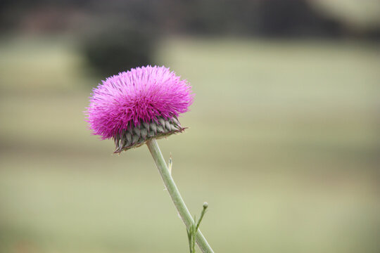 a isolated beautiful flower with a blur landscape
