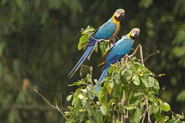 Blue-and-yellow macaws (Ara ararauna) perched in a tree in Cuyabeno, Ecuador