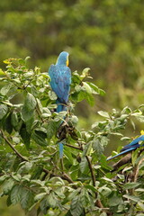 Blue-and-yellow macaw (Ara ararauna) perched in a tree in Cuyabeno, Ecuador