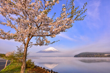 山中湖から桜と富士山