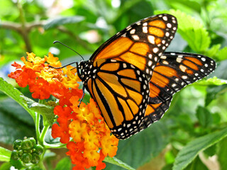 monarch butterfly on flower