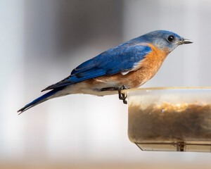 American Blue Bird