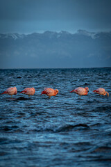 flamencos en puerto natales