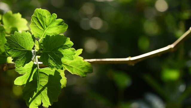 Patchouli branch green leaves on nature background.