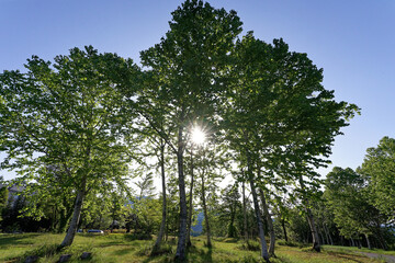 夏の朝シラカバ並木からの朝日