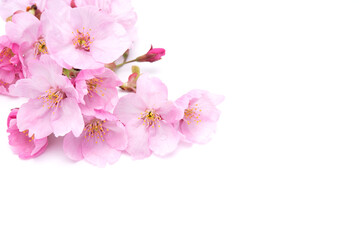 Cherry blossom isolated on white background. Sign of spring