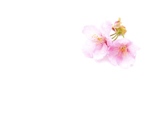 Fototapeta na wymiar Cherry blossom isolated on white background. Sign of spring