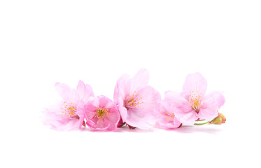 Obraz na płótnie Canvas Cherry blossom isolated on white background. Sign of spring