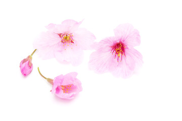 Cherry blossom isolated on white background. Sign of spring
