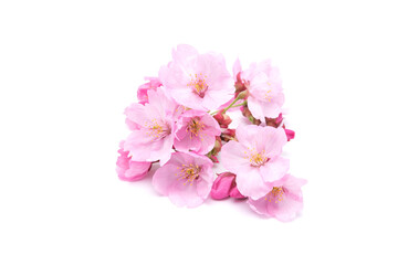 Naklejka na ściany i meble Cherry blossom isolated on white background. Sign of spring. Copy space