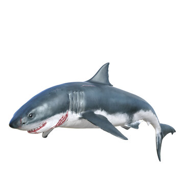 Shark predator isolated 3d render