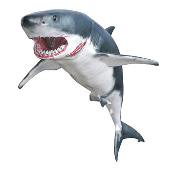 Shark predator isolated 3d render