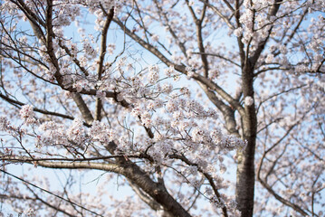 Blossoming cherry tree with blue sky background. spring flower