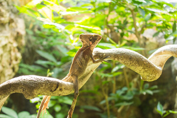 Hermosa imagen a contraluz de un camaleón posado en una rama con un fondo de naturaleza.