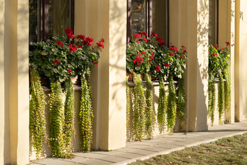Fototapeta na wymiar Planting annual ampelous flowering plants on window sills outside for good mood in summer while in urban environment. Large pots for outdoor decoration with fresh green plants and flowers sunny day