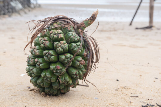 unripe green sea pandanus fruit on the beach sand