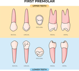 set of upper and lower first premolar anatomy in various angles for study