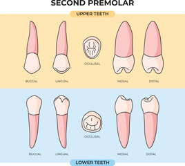 upper and lower Second Premolar teeth in various angles that can be used for infographics
