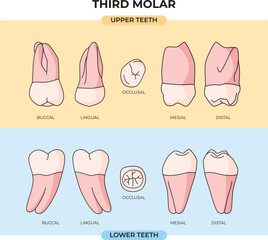 Anatomical view of the upper and lower teeth of the Third Molar in various angles and explanations
